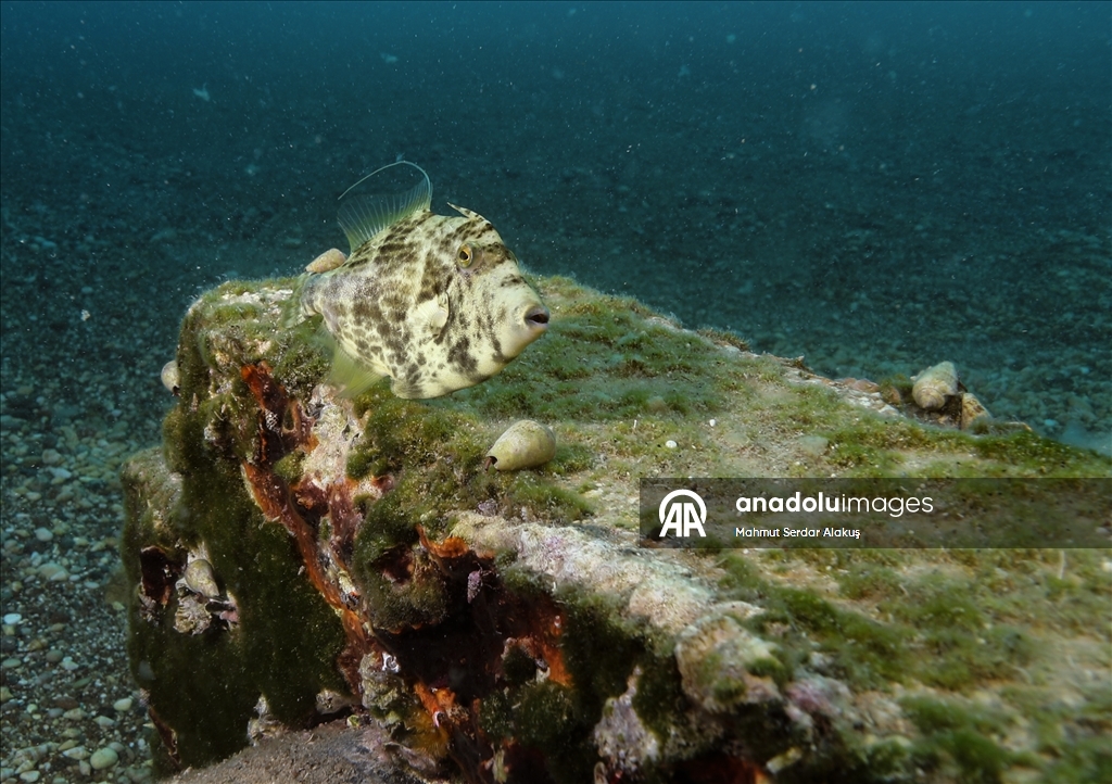 مهاجران دریای سرخ