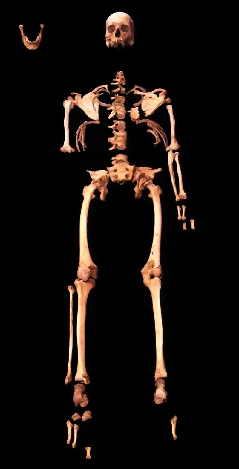 اسکلت Copy