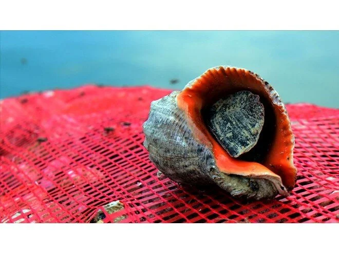 حلزون دریایی