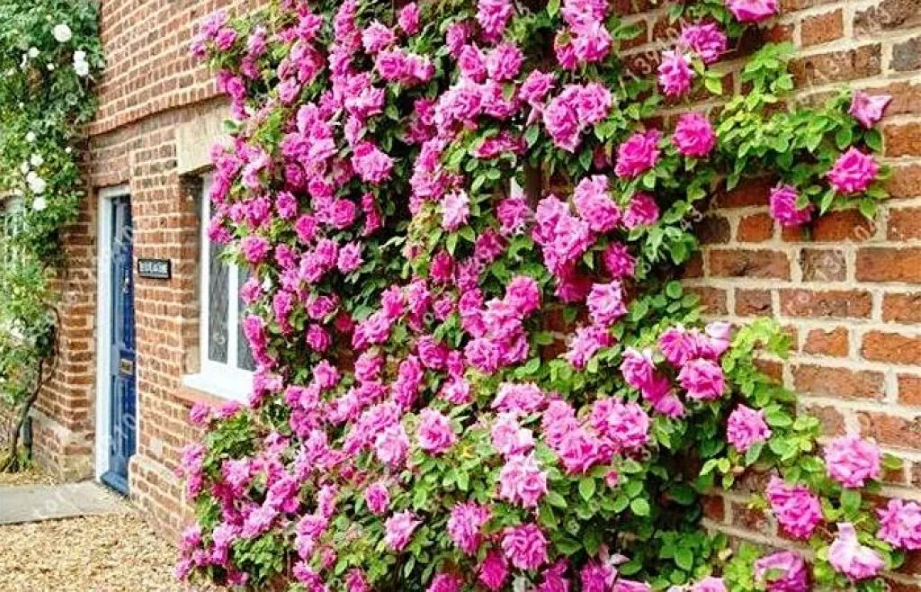 گل رز رونده