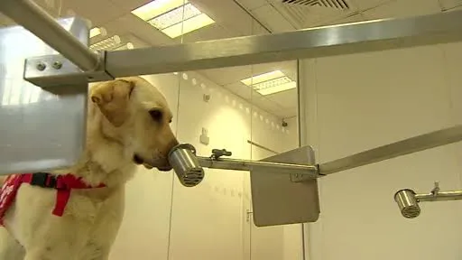 سگها، پارکینسون را تشخیص میدهند 2 1 449