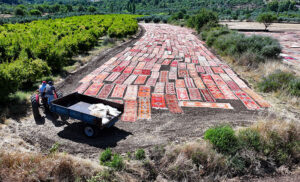 فریبندگی مزارع قالی در آنتالیا(عکس) 2 12 4