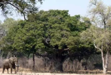 درخت