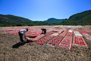 فریبندگی مزارع قالی در آنتالیا(عکس) 5 15 3