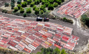 فریبندگی مزارع قالی در آنتالیا(عکس) 6 16 1