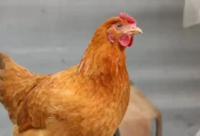 مرغ