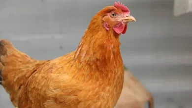 مرغ