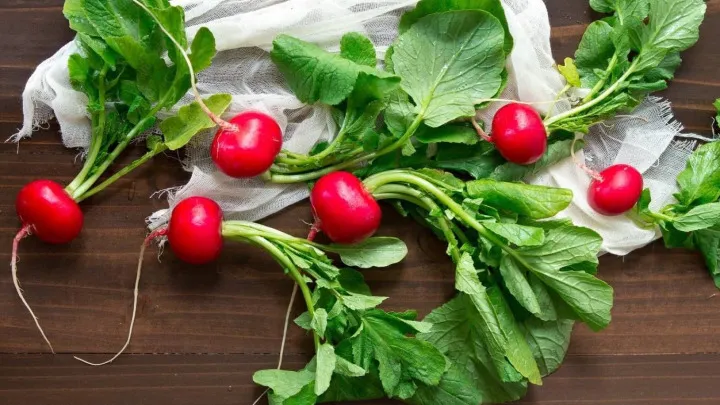 ایلان ماسک