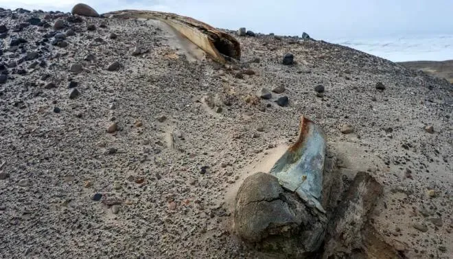نهنگ