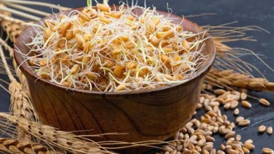 خواص جوانه گندم برای پوست و مو 2 3 366