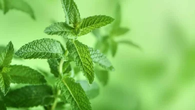 روش فریز کردن نعناع در منزل 2 4 240