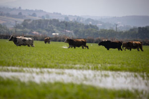طبیعت بی نظیر دلتای کزل ارماک(عکس) 3 45 1