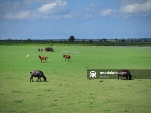 طبیعت بی نظیر دلتای کزل ارماک(عکس) 5 48 1