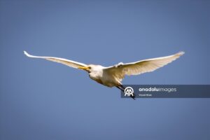 طبیعت بی نظیر دلتای کزل ارماک(عکس) 6 49 1