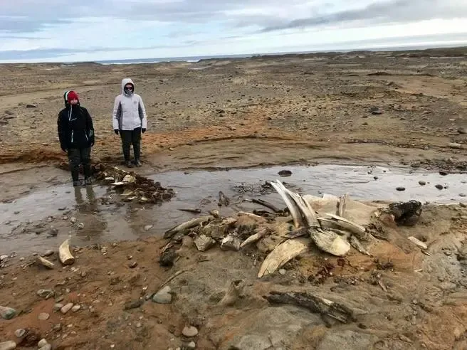 نهنگ