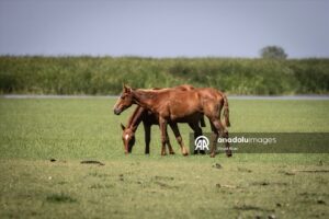طبیعت بی نظیر دلتای کزل ارماک(عکس) 7 50