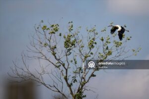 طبیعت بی نظیر دلتای کزل ارماک(عکس) 8 51