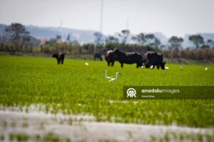 طبیعت بی نظیر دلتای کزل ارماک(عکس) 9 52