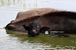 طبیعت بی نظیر دلتای کزل ارماک(عکس) 10 53