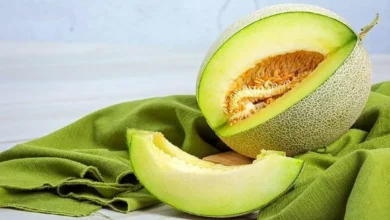 کاشت طالبی در گلدان
