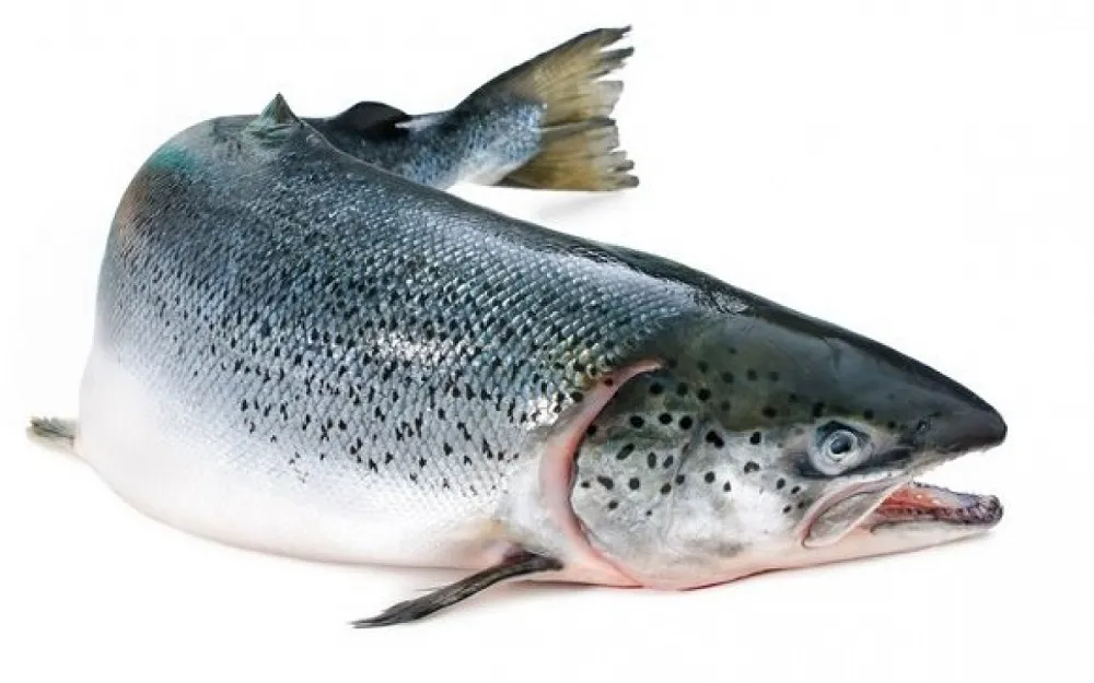 ماده غذایی