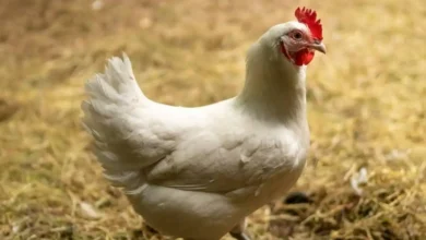 مرغ برسه؛ خوش‌طعم‌ترین مرغ دنیا 1