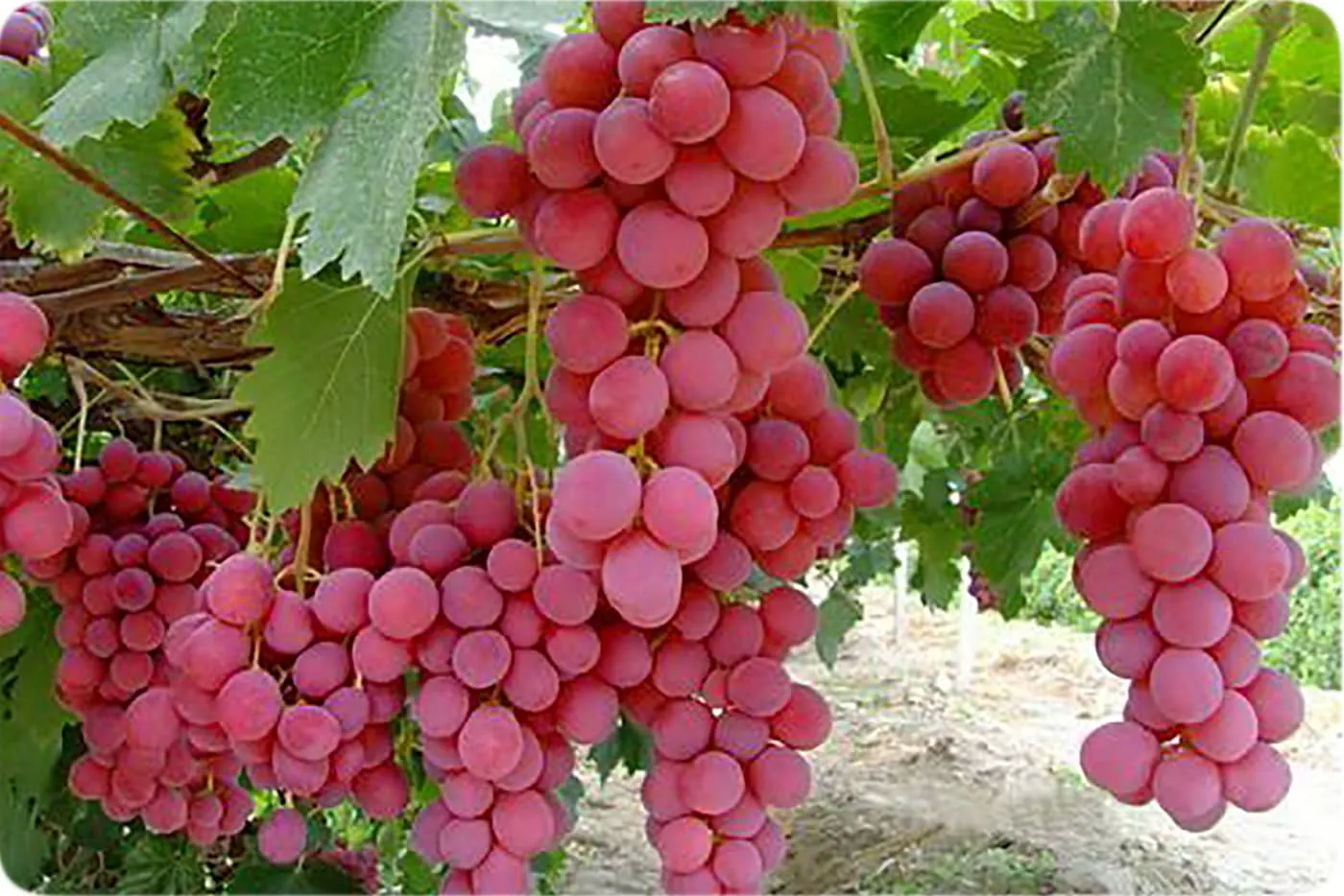چاقی