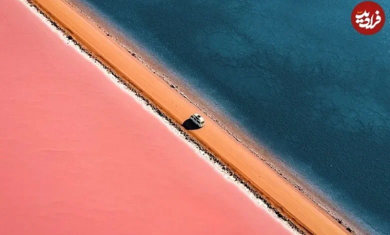 کبد چرب