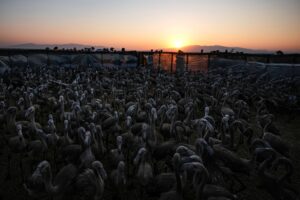 جوجه فلامینگو