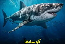 توپ طلا