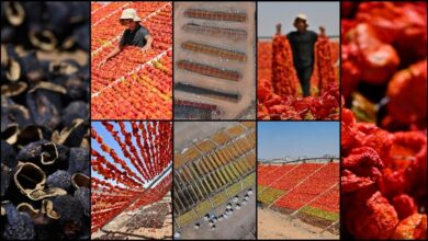 فصل برداشت خشکبار و تپه های رنگارنگ غازی آنتپ(عکس) 4 11 18