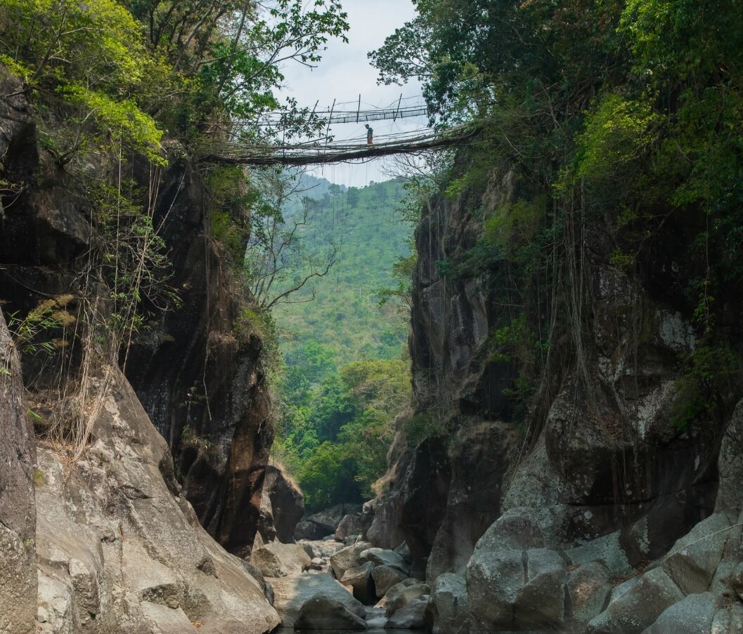 پل‌های زنده