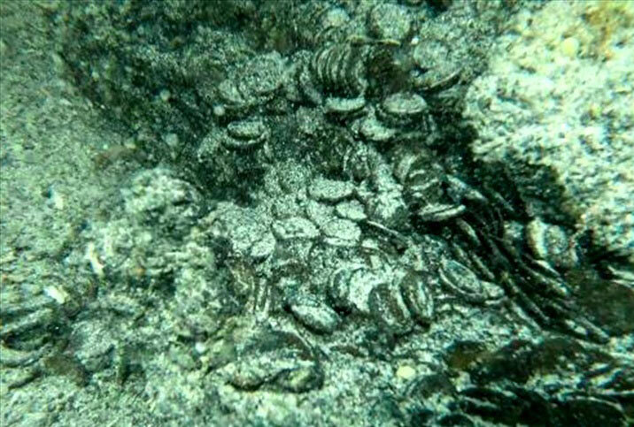 گنج