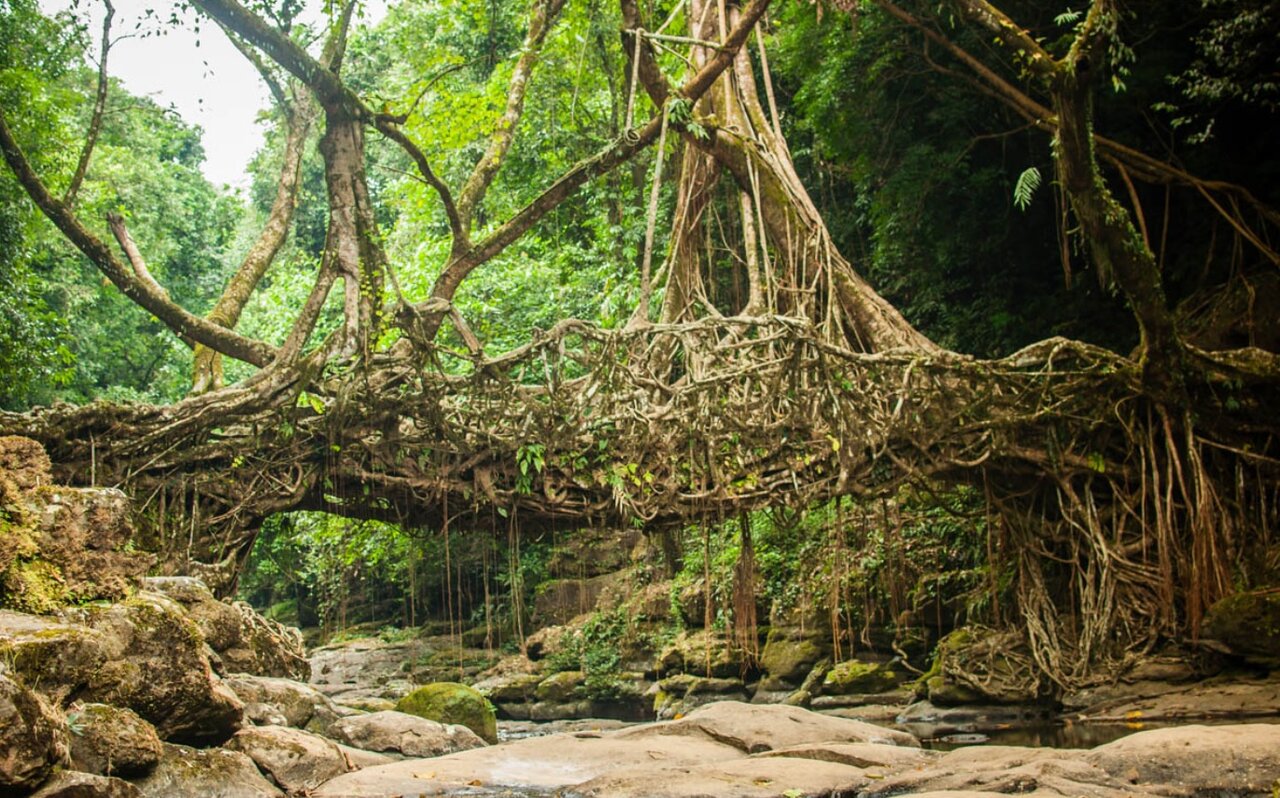 پل‌های زنده