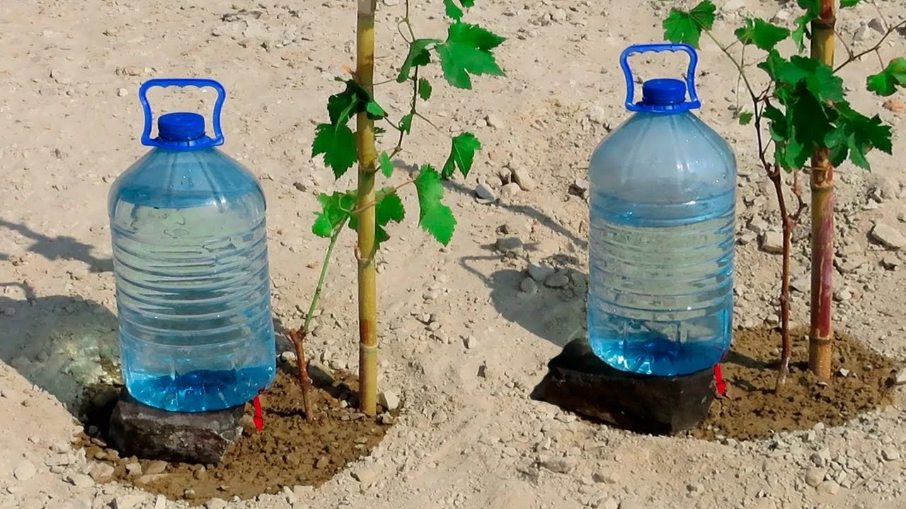 آبیار