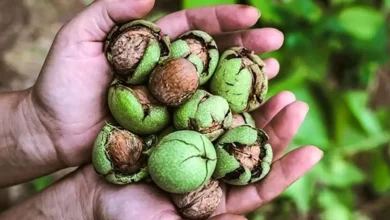 دمنوش پوست سبز گردو