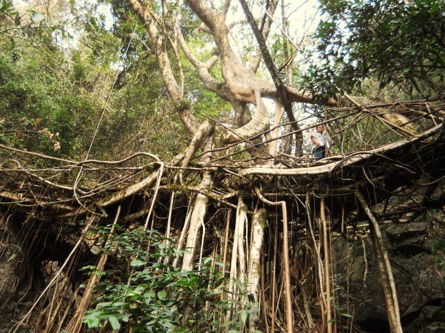 پل‌های زنده