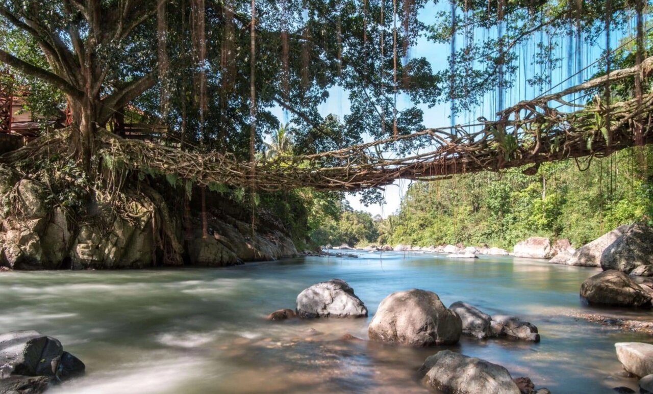 پل‌های زنده