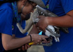 جوجه فلامینگو