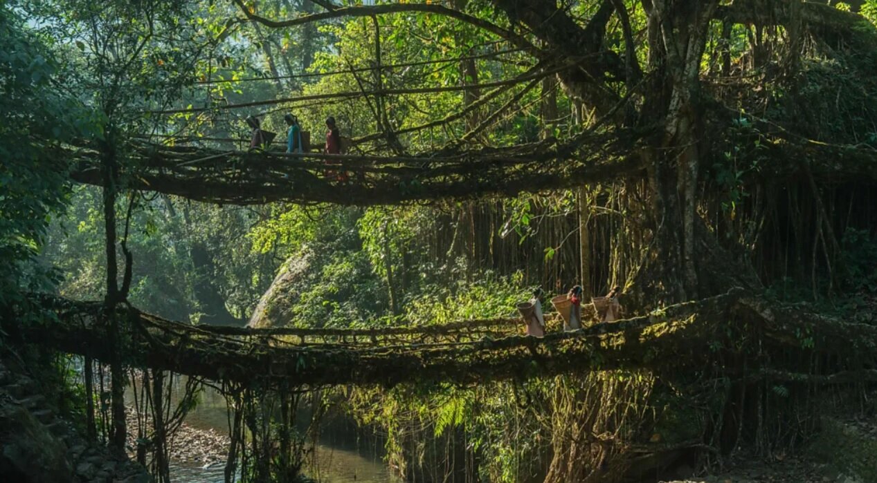 پل‌های زنده