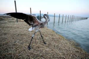 جوجه فلامینگو