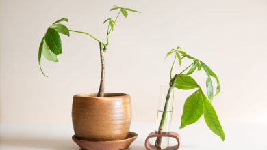 گیاه آپارتمانی