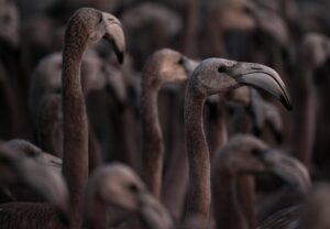 جوجه فلامینگو