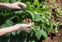 فریز کردن لوبیا سبز