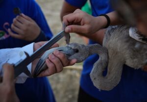 جوجه فلامینگو