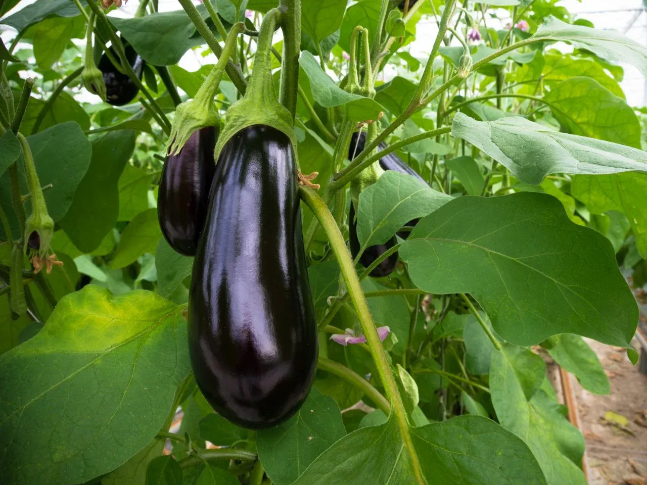 آموزش کاشت بادمجان در گلدان