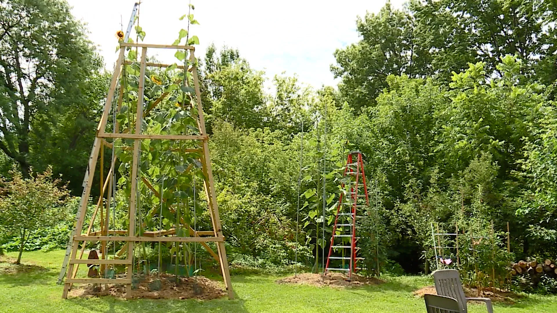 بلندترین گل آفتابگردان جهان