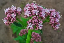 دیدگاه های علمی درباره گیاه سنبل‌الطیب