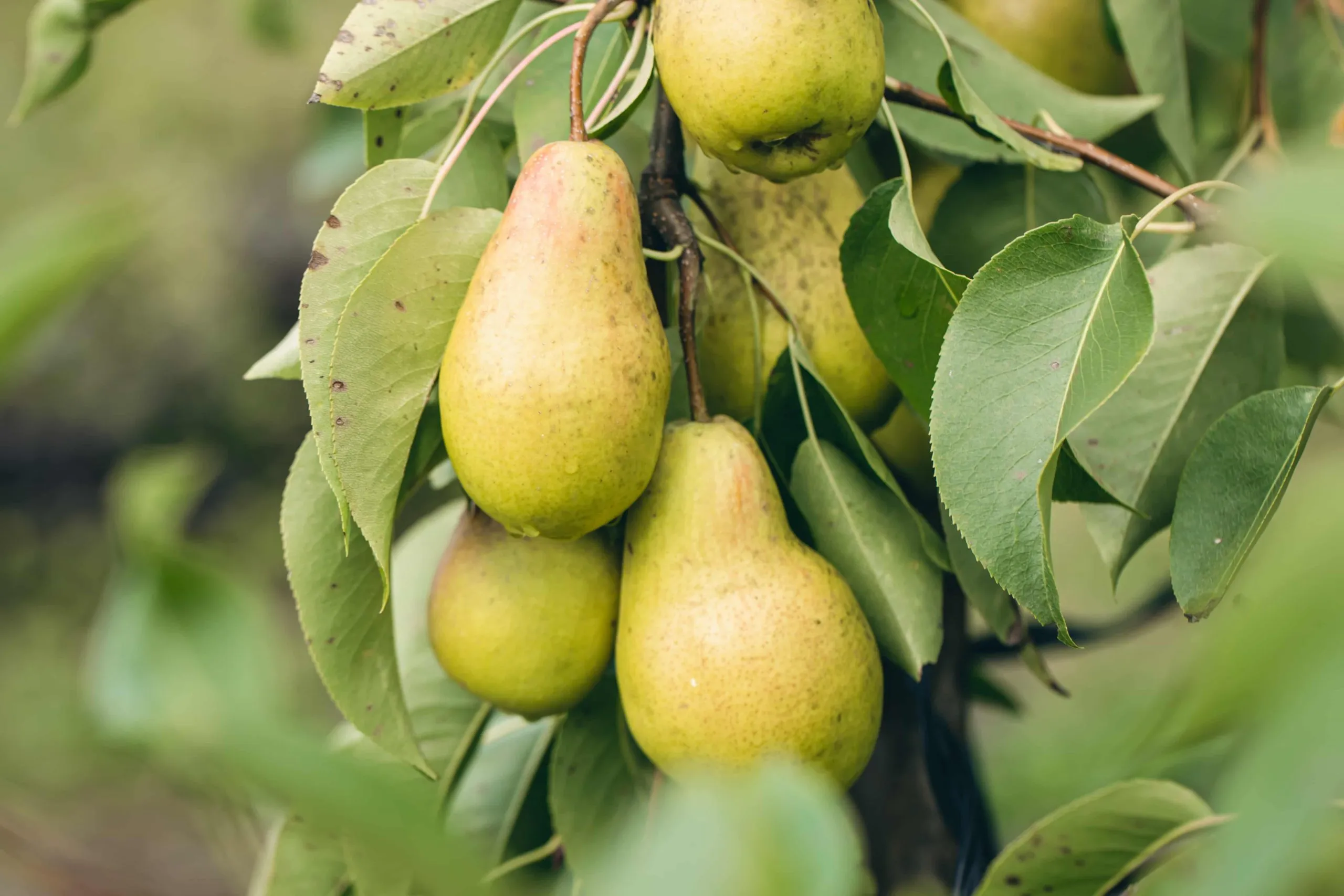 راهنمای کاشت گلابی در گلدان
