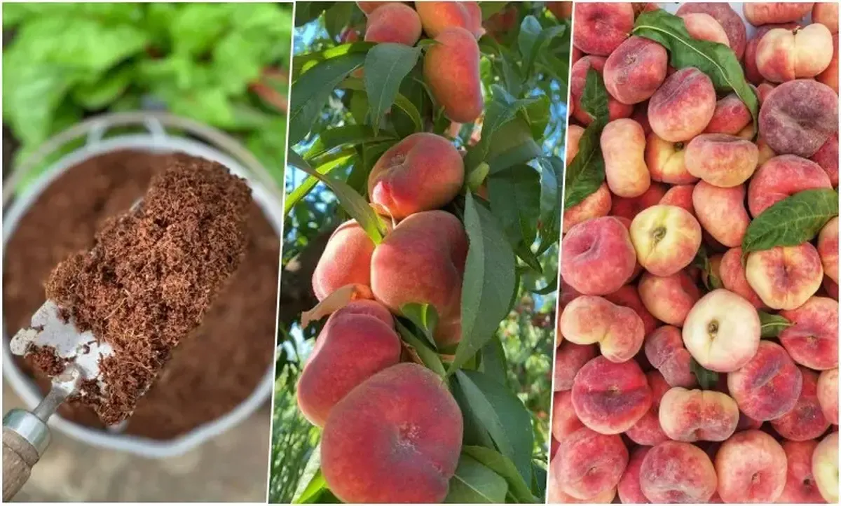 هلو انجیری